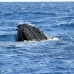whale_humpback_v_01086_dom3300.jpg
